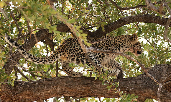 Hwange NP
