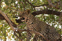Hwange NP