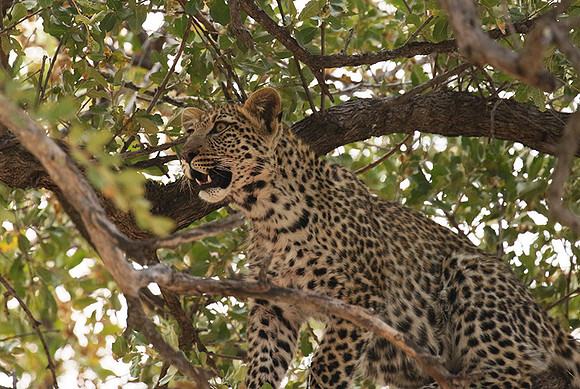 Hwange NP