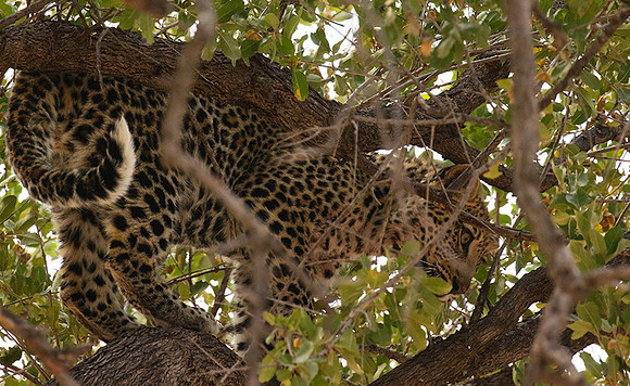 Hwange National Park
