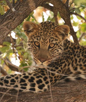 Hwange NP