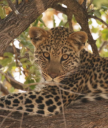 Hwange NP