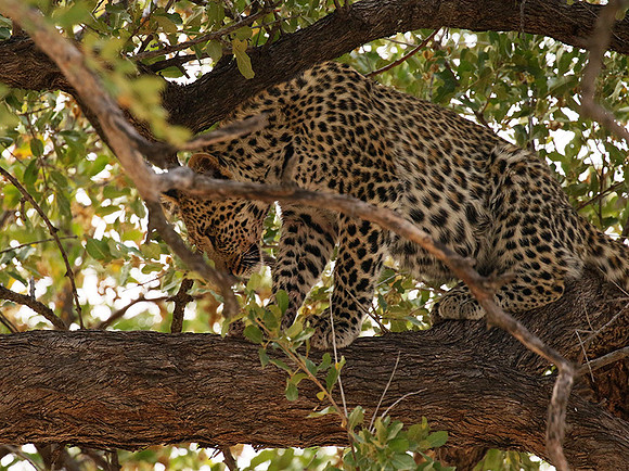 Hwange National Park