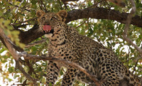 Hwange NP