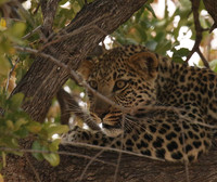 Hwange NP