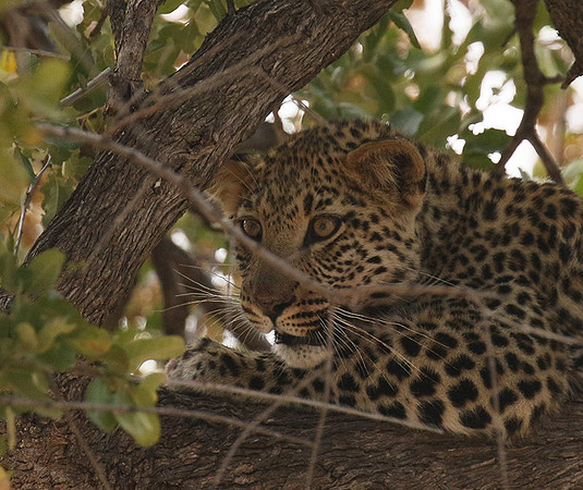 Hwange NP