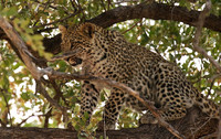 Hwange NP
