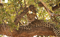 Hwange NP