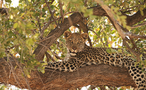 Hwange NP
