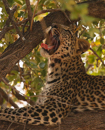 Hwange NP
