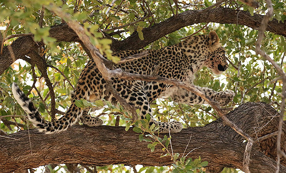 Hwange NP