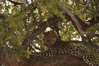 Hwange NP