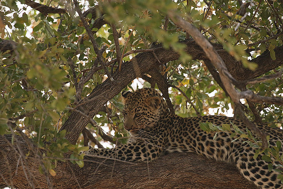 Hwange NP