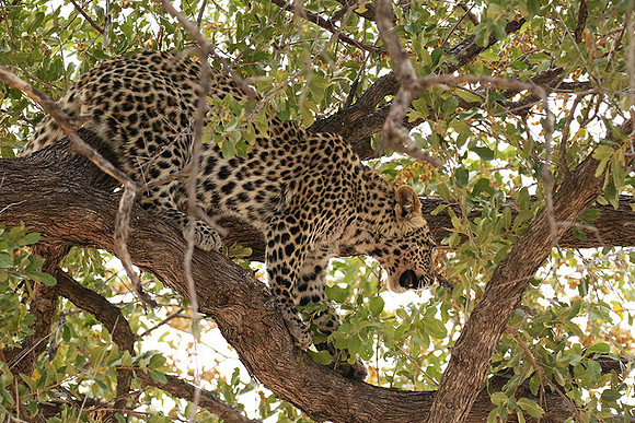 Hwange NP