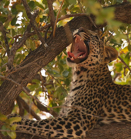 Hwange NP