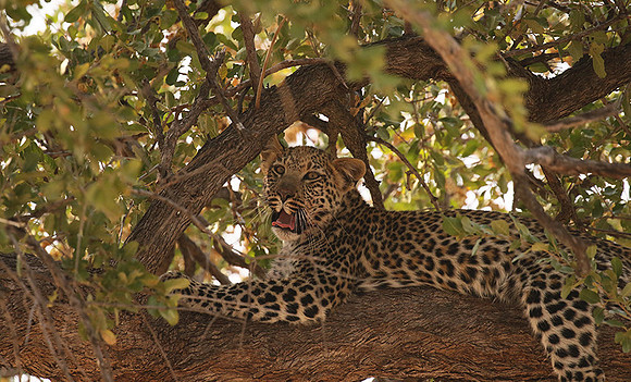 Hwange NP
