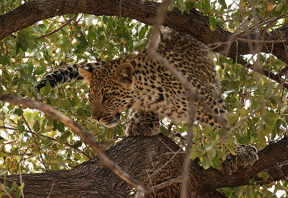 Hwange National Park