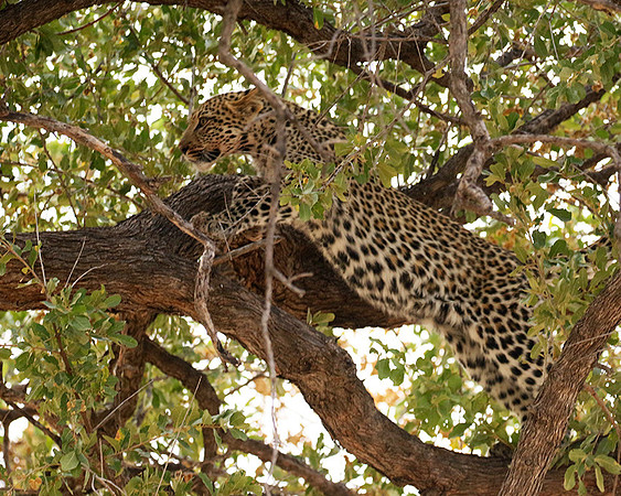 Hwange National Park
