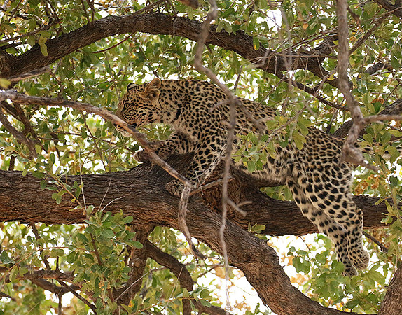 Hwange National Park
