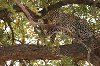 Hwange NP