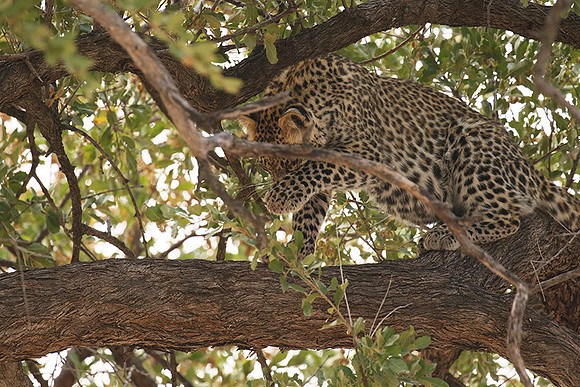 Hwange NP