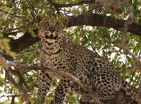 Hwange NP