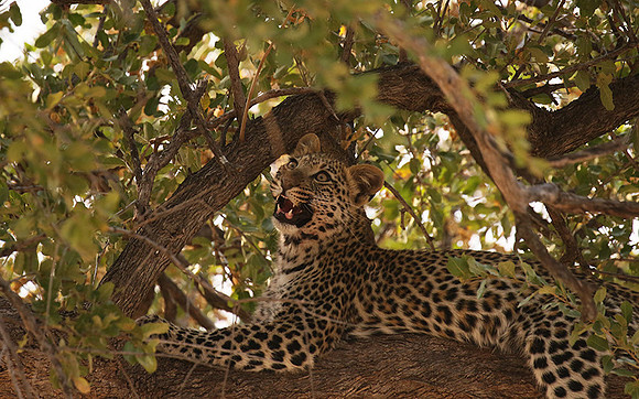 Hwange NP