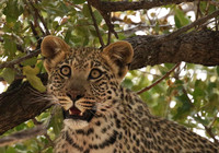 Hwange NP