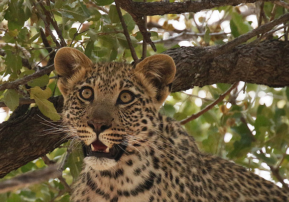 Hwange NP