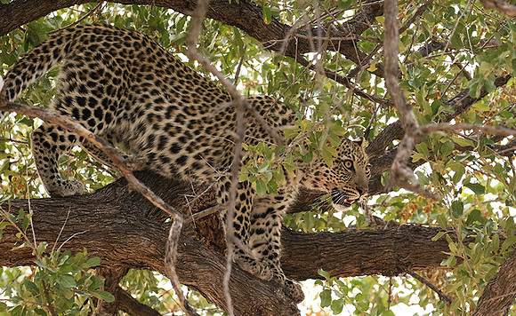 Hwange NP