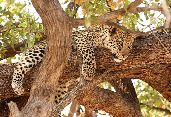 Hwange National Park