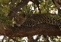 Hwange NP