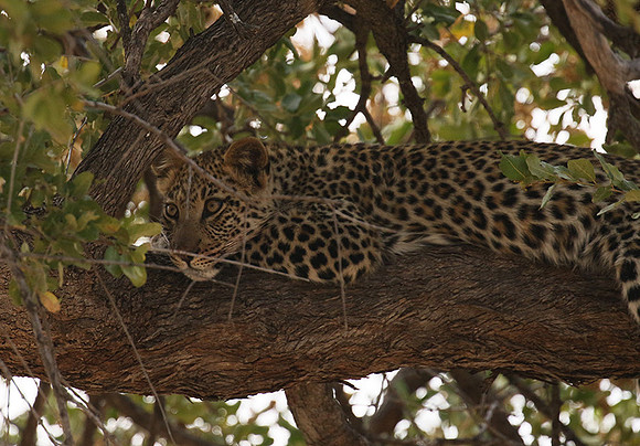 Hwange NP