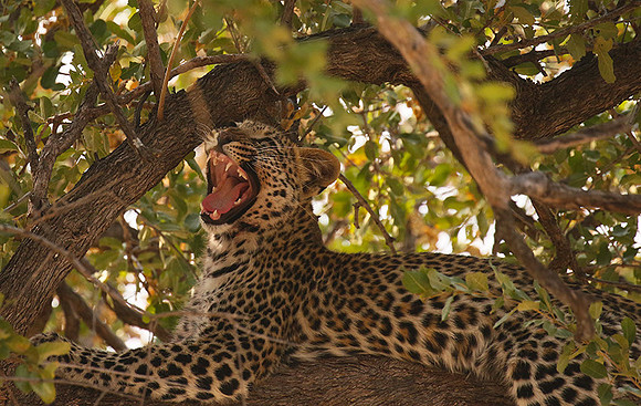 Hwange NP