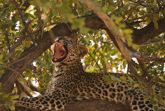 Hwange NP