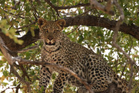 Hwange NP