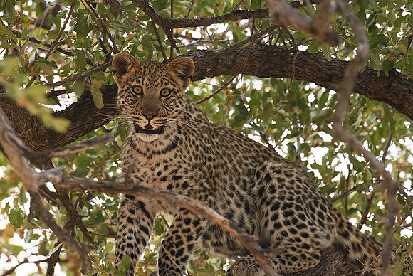 Hwange NP