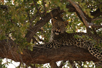 Hwange NP