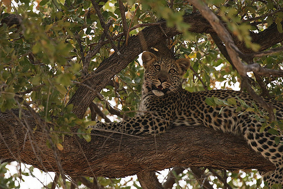Hwange NP