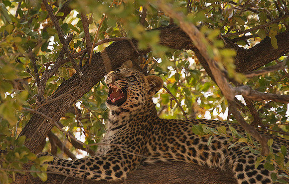 Hwange NP