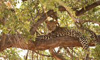 Hwange NP