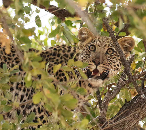 Hwange NP