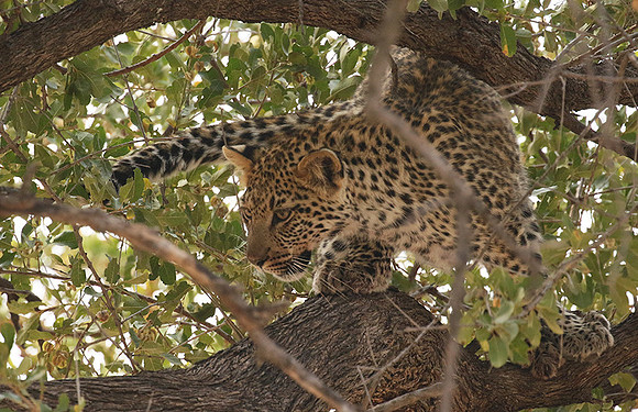 Hwange NP