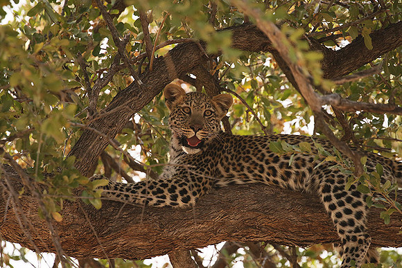 Hwange NP