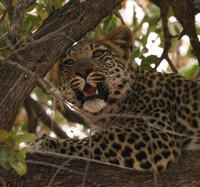 Hwange NP
