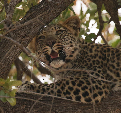 Hwange NP