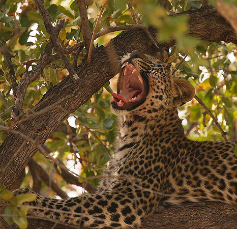 Hwange NP