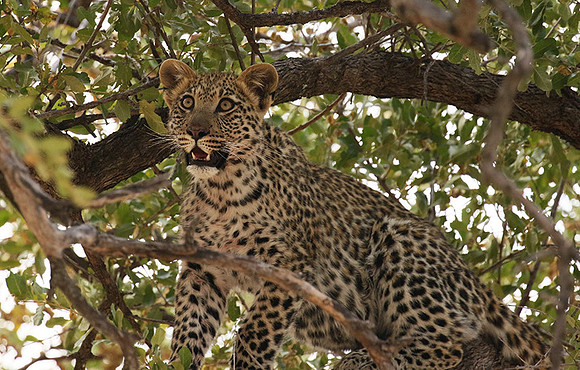 Hwange NP