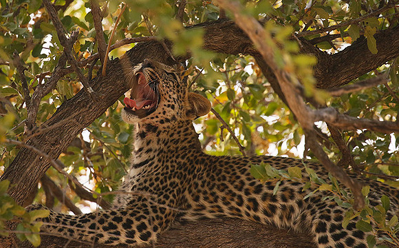 Hwange NP