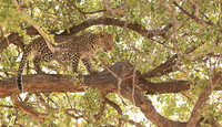 Hwange NP